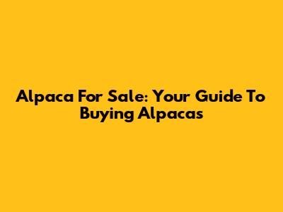 Alpaca For Sale: Your Guide To Buying Alpacas