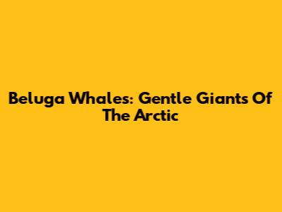 Beluga Whales: Gentle Giants Of The Arctic