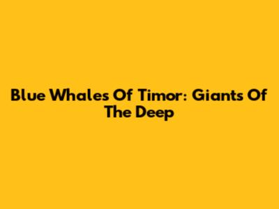 Blue Whales Of Timor: Giants Of The Deep