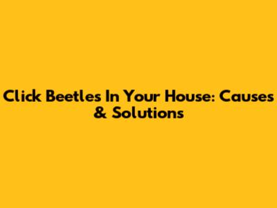 Click Beetles In Your House: Causes & Solutions
