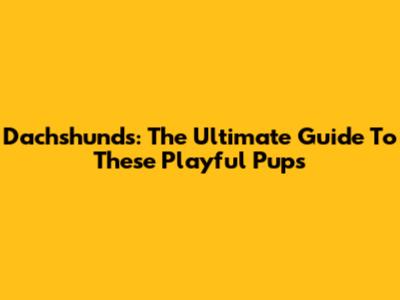 Dachshunds: The Ultimate Guide To These Playful Pups