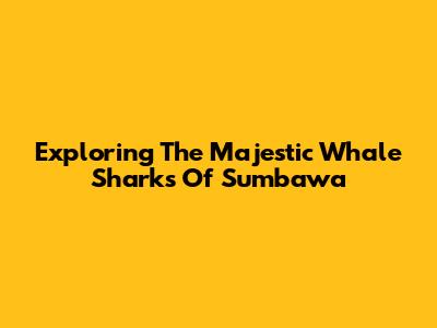 Exploring The Majestic Whale Sharks Of Sumbawa