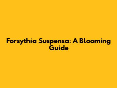 Forsythia Suspensa: A Blooming Guide
