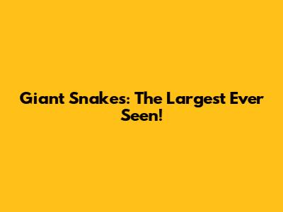 Giant Snakes: The Largest Ever Seen!