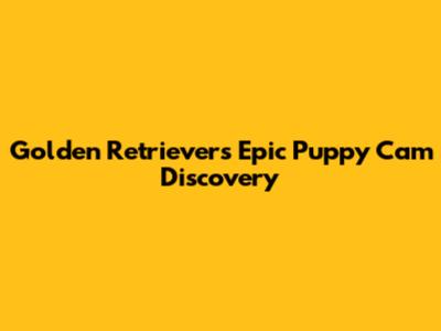 Golden Retriever's Epic Puppy Cam Discovery