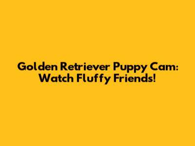 Golden Retriever Puppy Cam: Watch Fluffy Friends!