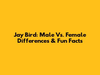 Jay Bird: Male Vs. Female Differences & Fun Facts