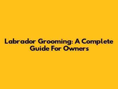 Labrador Grooming: A Complete Guide For Owners