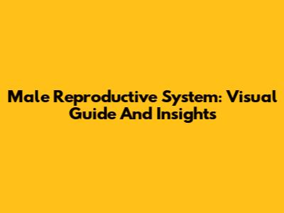 Male Reproductive System: Visual Guide And Insights