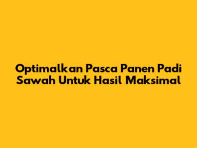 Optimalkan Pasca Panen Padi Sawah Untuk Hasil Maksimal