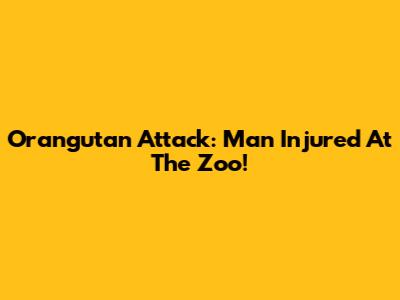 Orangutan Attack: Man Injured At The Zoo!