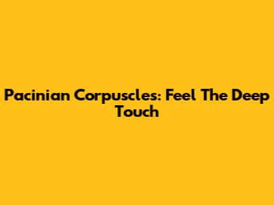 Pacinian Corpuscles: Feel The Deep Touch