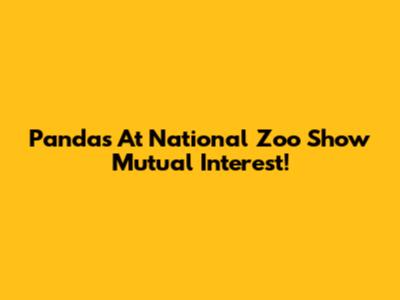Pandas At National Zoo Show Mutual Interest!