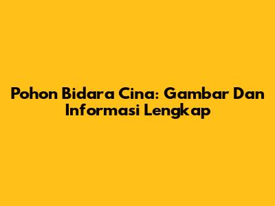 Pohon Bidara Cina: Gambar Dan Informasi Lengkap