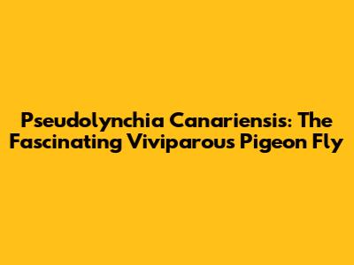 Pseudolynchia Canariensis: The Fascinating Viviparous Pigeon Fly