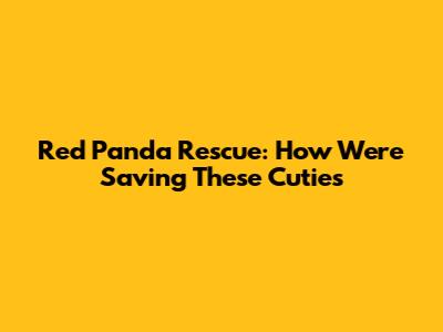 Red Panda Rescue: How We're Saving These Cuties