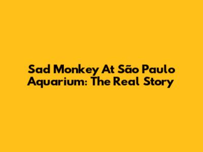 Sad Monkey At São Paulo Aquarium: The Real Story