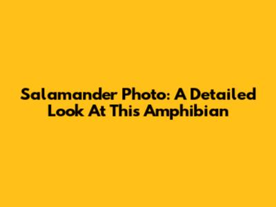 Salamander Photo: A Detailed Look At This Amphibian