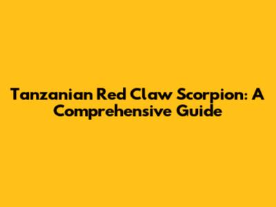 Tanzanian Red Claw Scorpion: A Comprehensive Guide