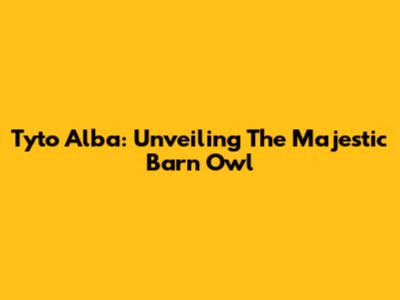 Tyto Alba: Unveiling The Majestic Barn Owl