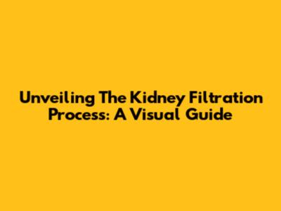 Unveiling The Kidney Filtration Process: A Visual Guide