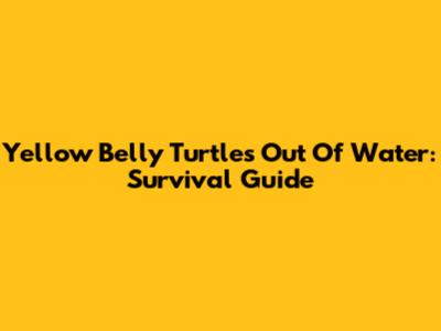 Yellow Belly Turtles Out Of Water: Survival Guide